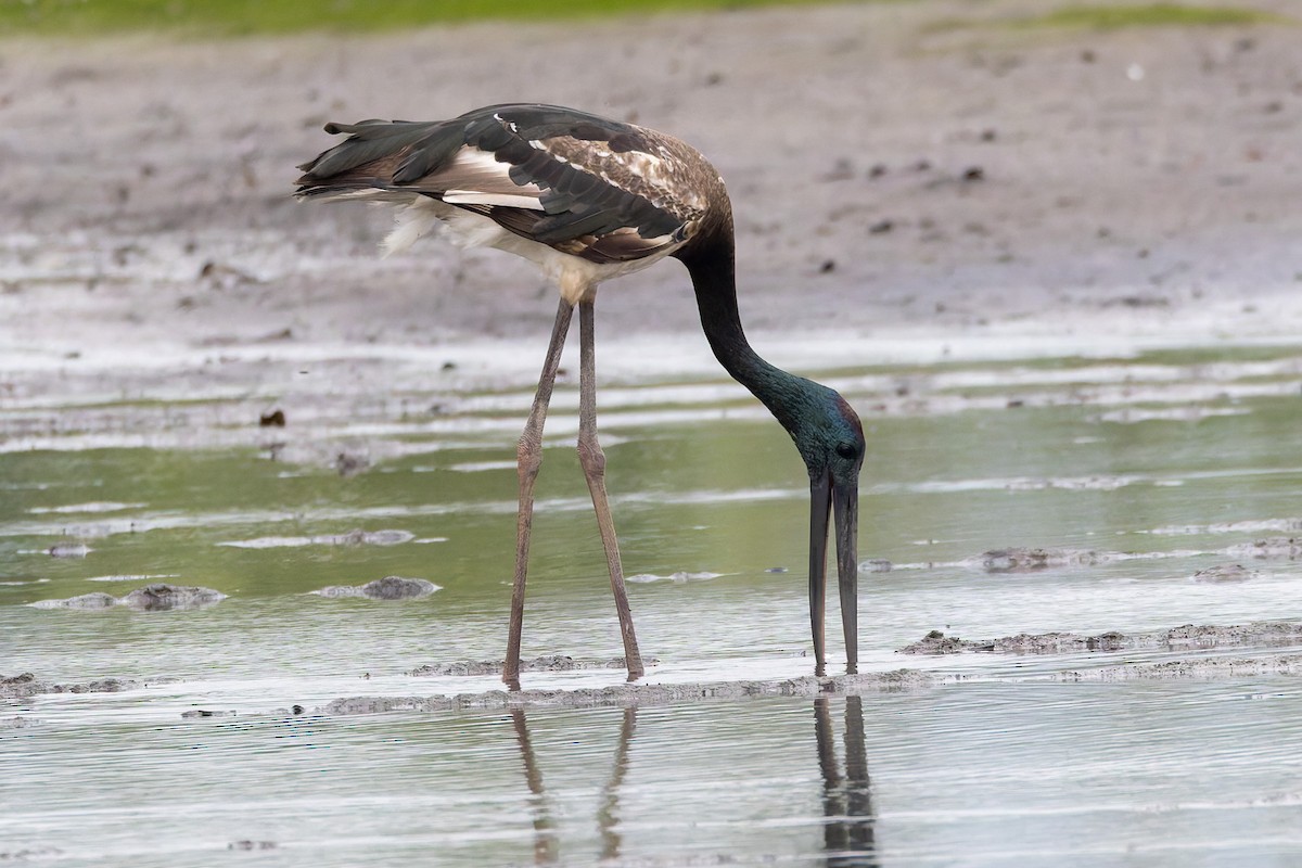 čáp černokrký - ML644903938