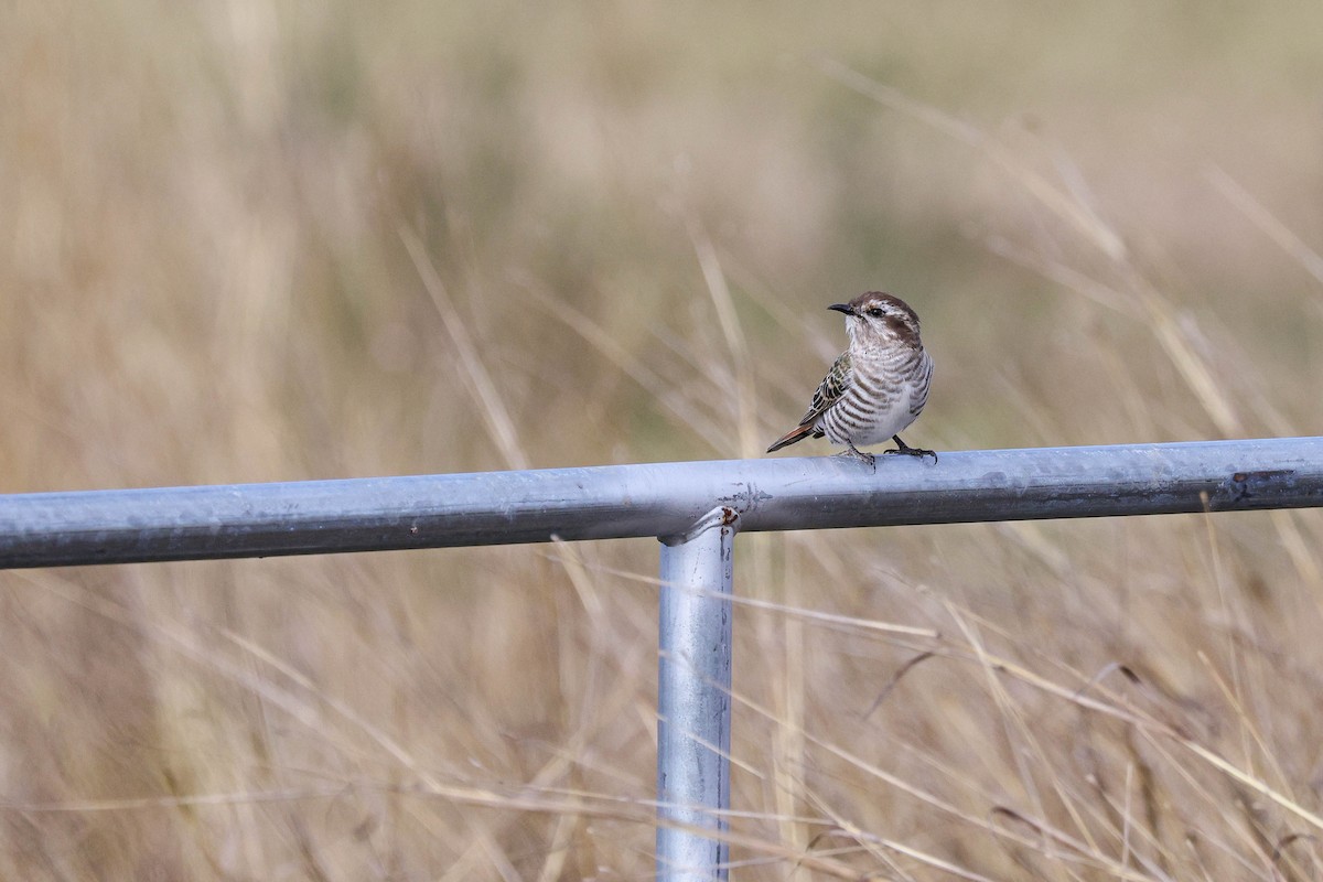 Horsfield's Bronze-Cuckoo - ML644903948