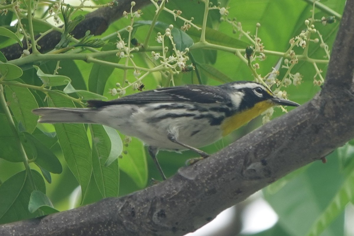 Yellow-throated Warbler - ML644903952