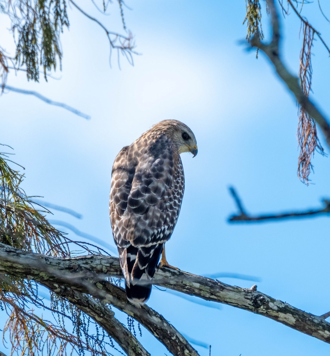 Red-shouldered Hawk - ML644904020