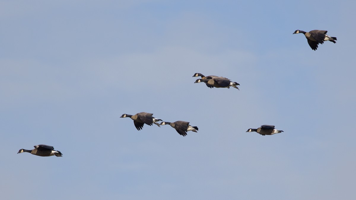 Cackling Goose - ML644904021