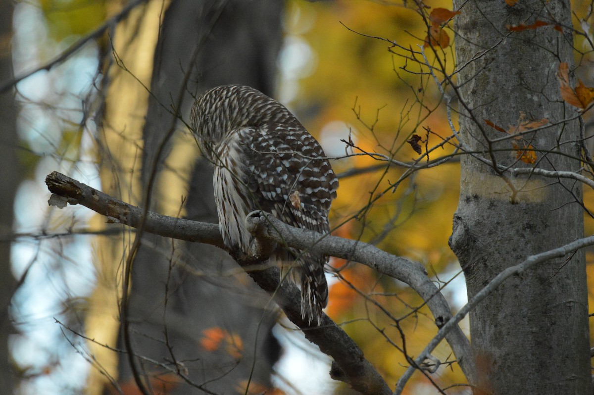 Barred Owl - ML644904030