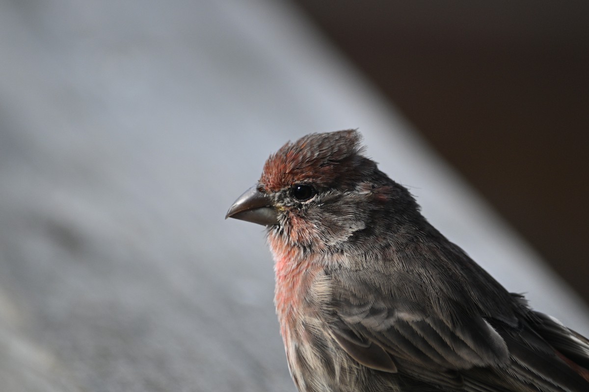 Roselin familier - ML644904049