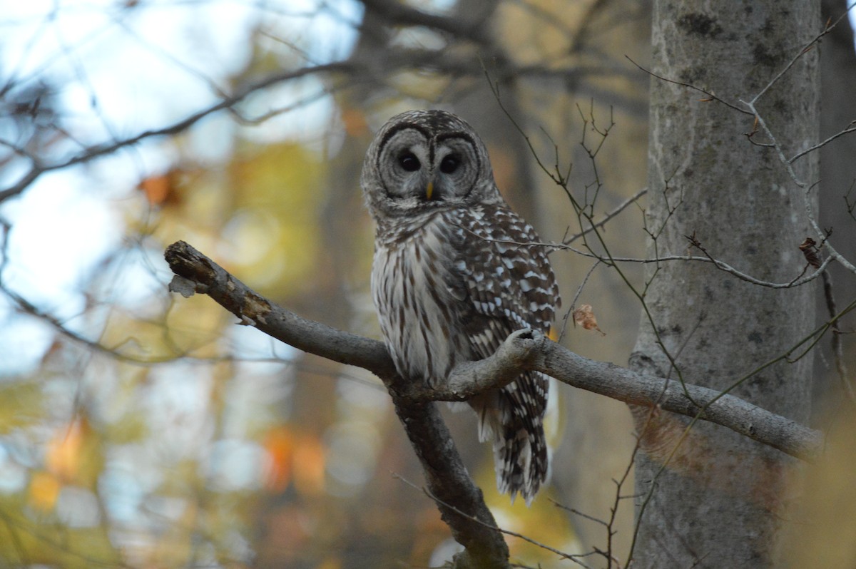 Barred Owl - ML644904051
