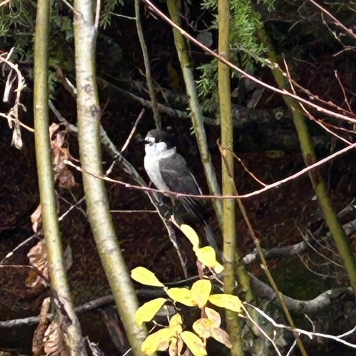 Canada Jay - ML644904058