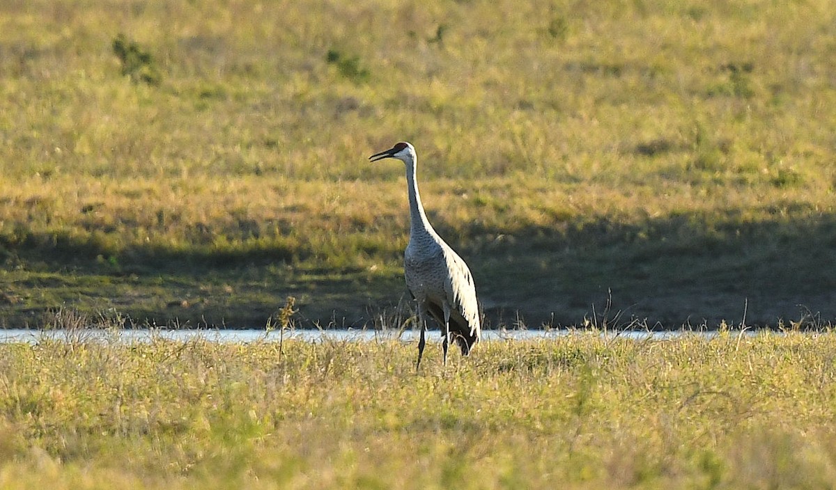 Sandhill Crane - ML644904060