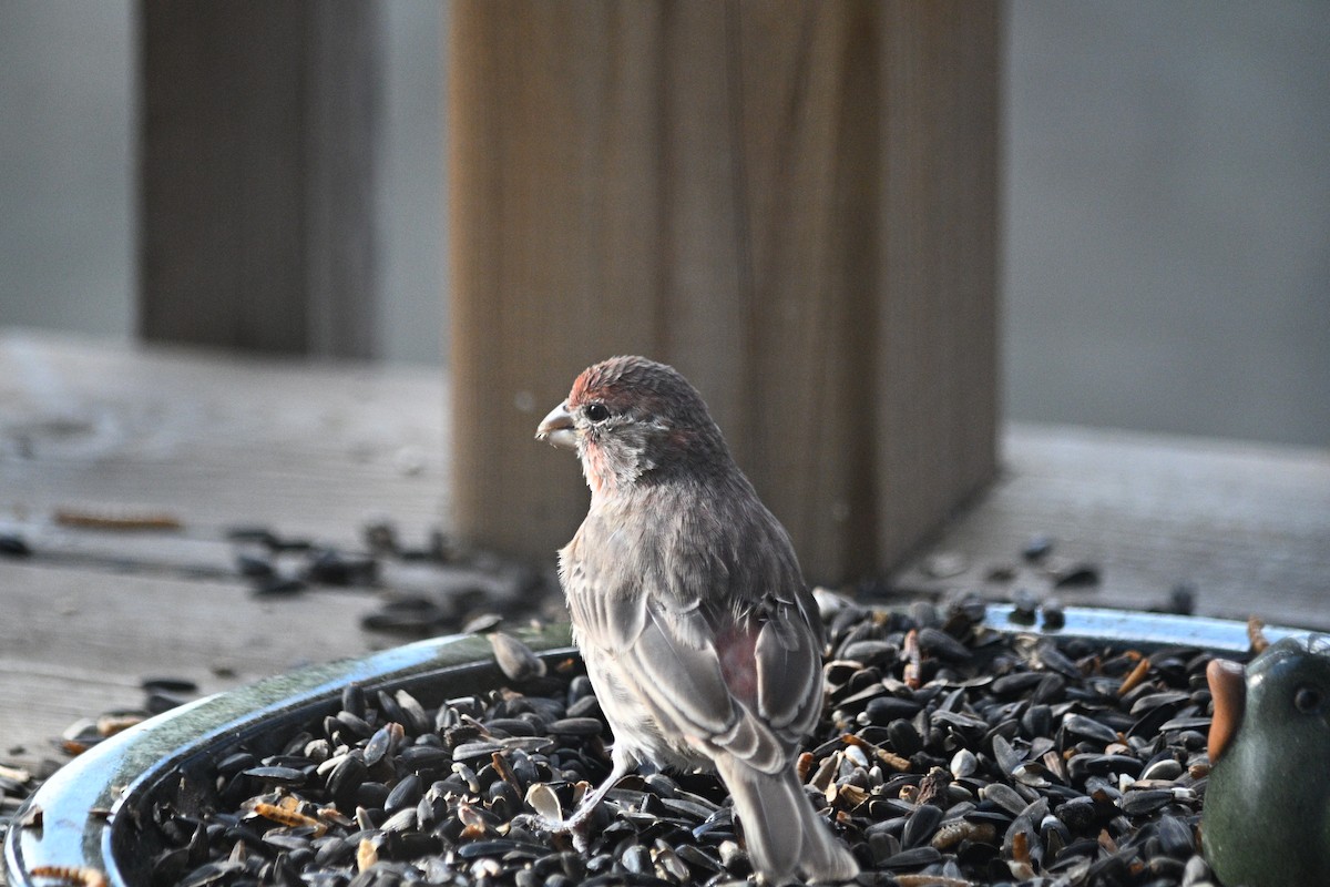 Roselin familier - ML644904063