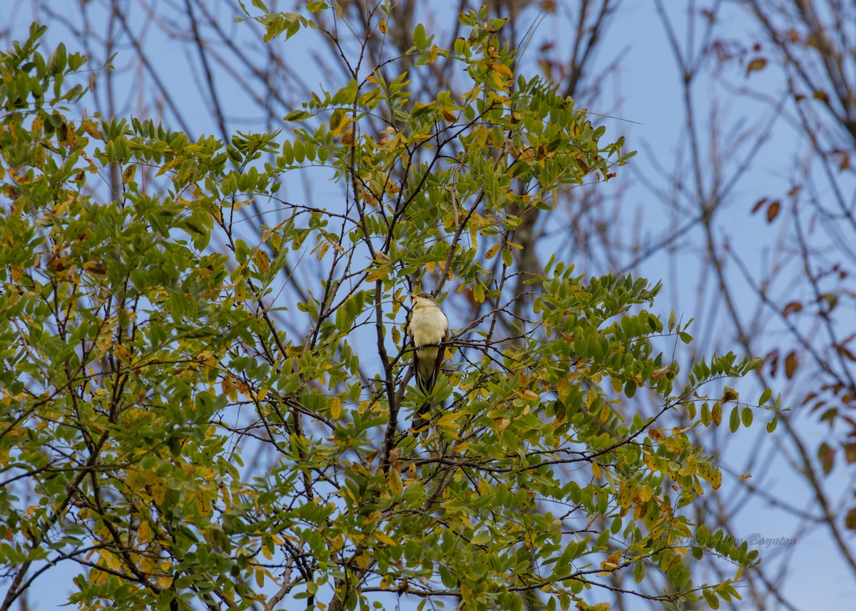 Желтоклювая пиайя - ML644904073