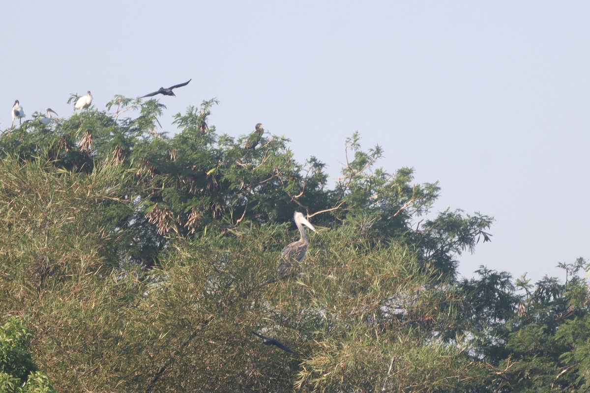 Pelícano Oriental - ML644904096