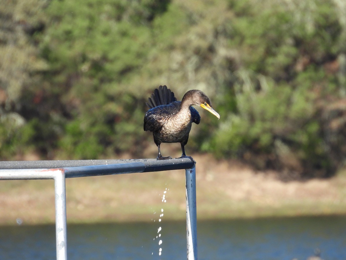 Double-crested Cormorant - ML644904173