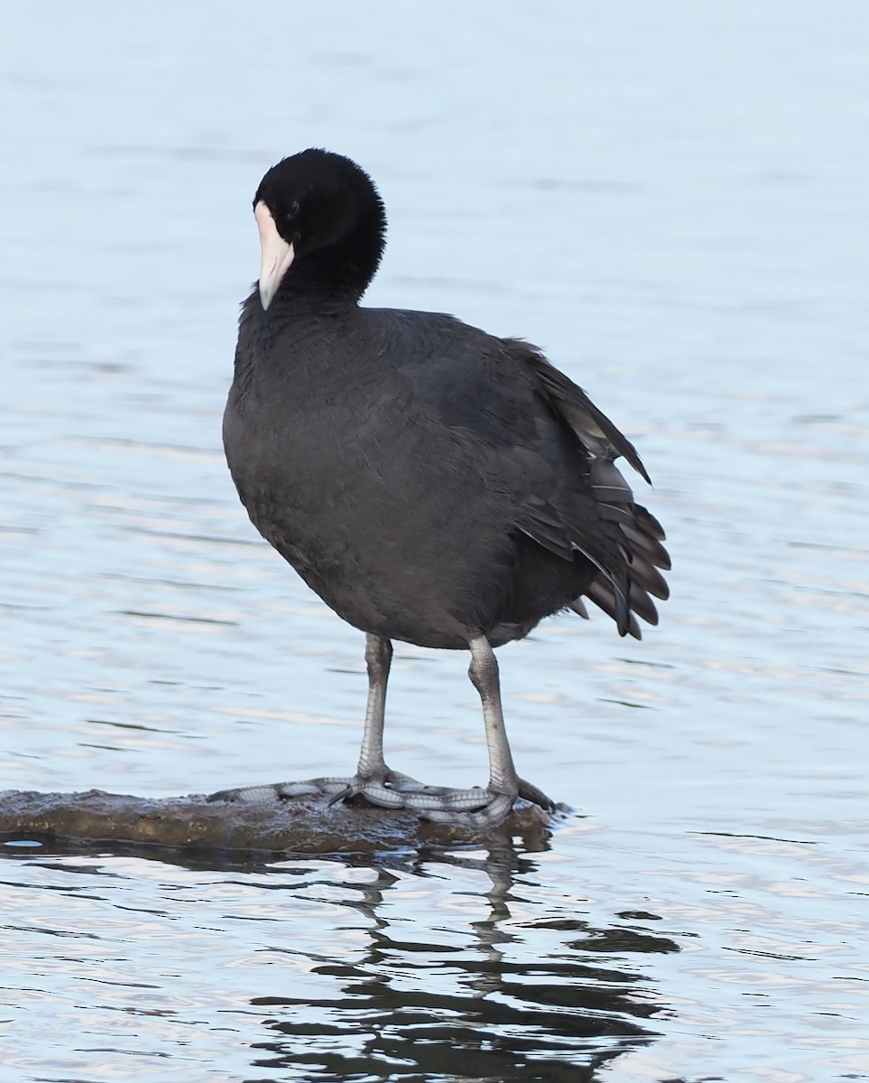 Hawaiian Coot - ML644904177