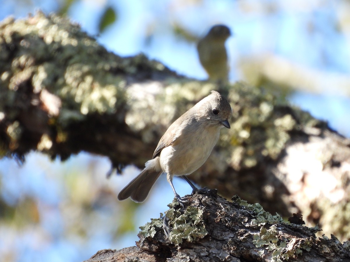 Oak Titmouse - ML644904195