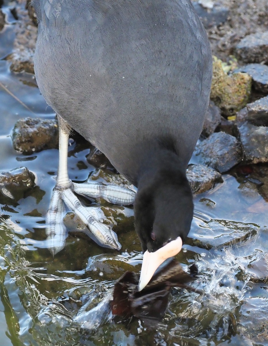Hawaiian Coot - ML644904203