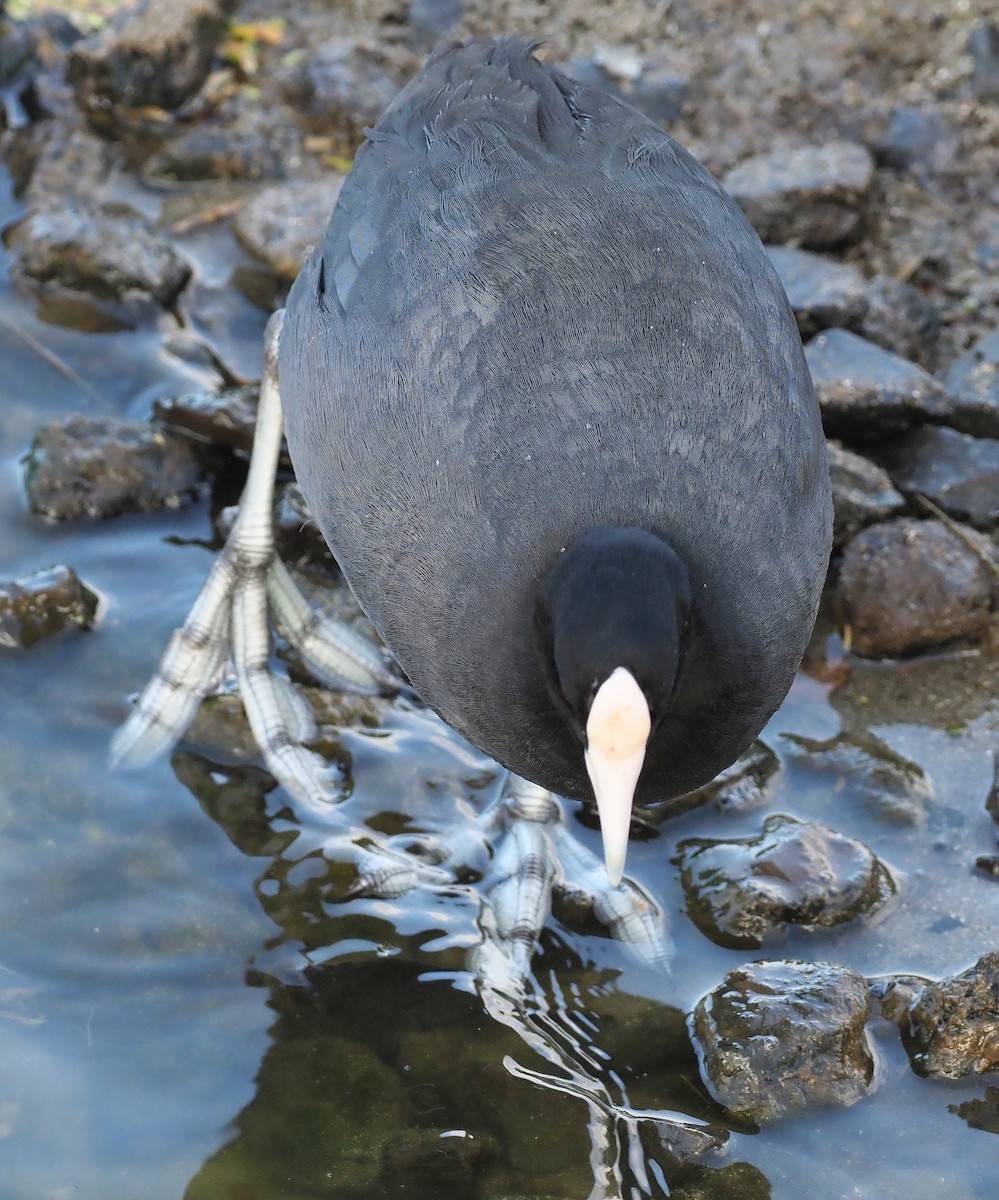 Hawaiian Coot - ML644904205