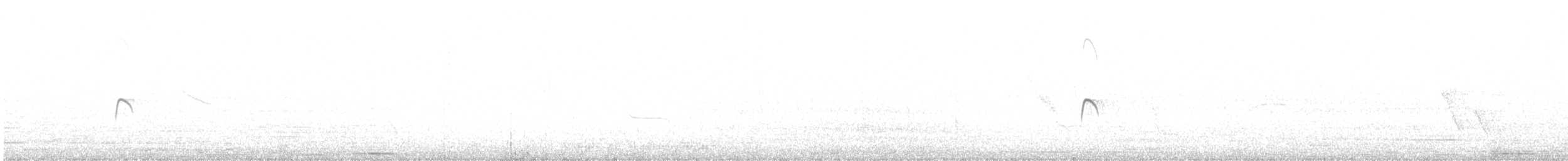 rubintyrann - ML644904207