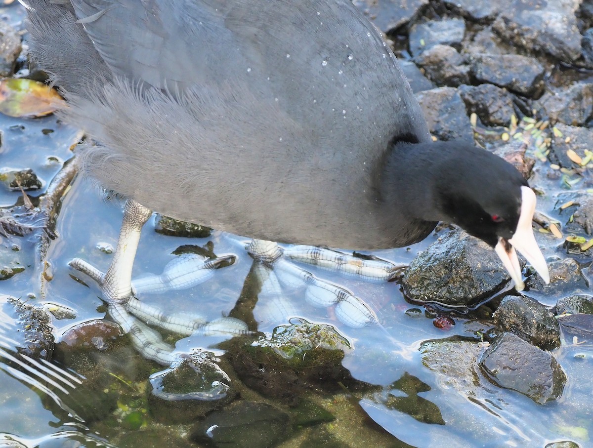 Hawaiian Coot - ML644904228