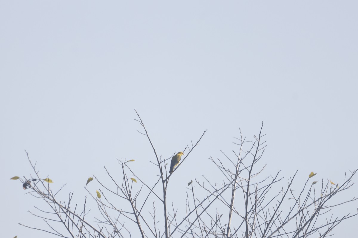 Indian Golden Oriole - ML644904229