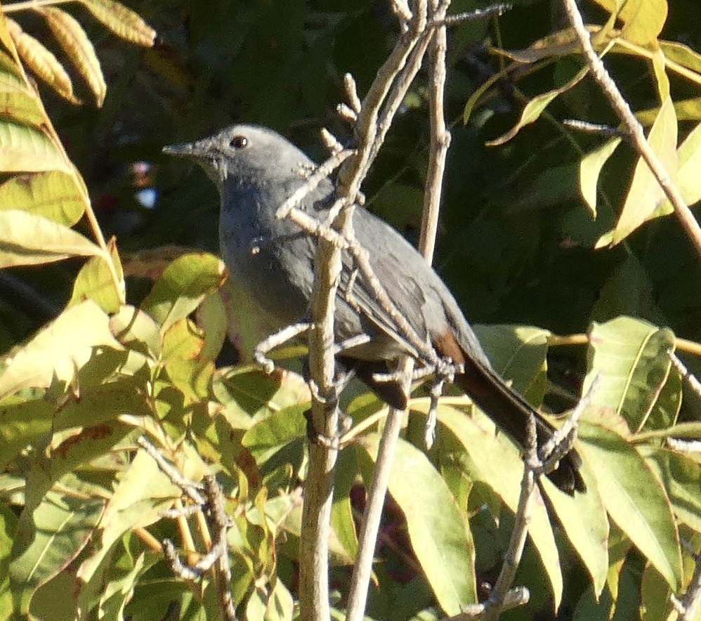 Gray Catbird - ML644904232