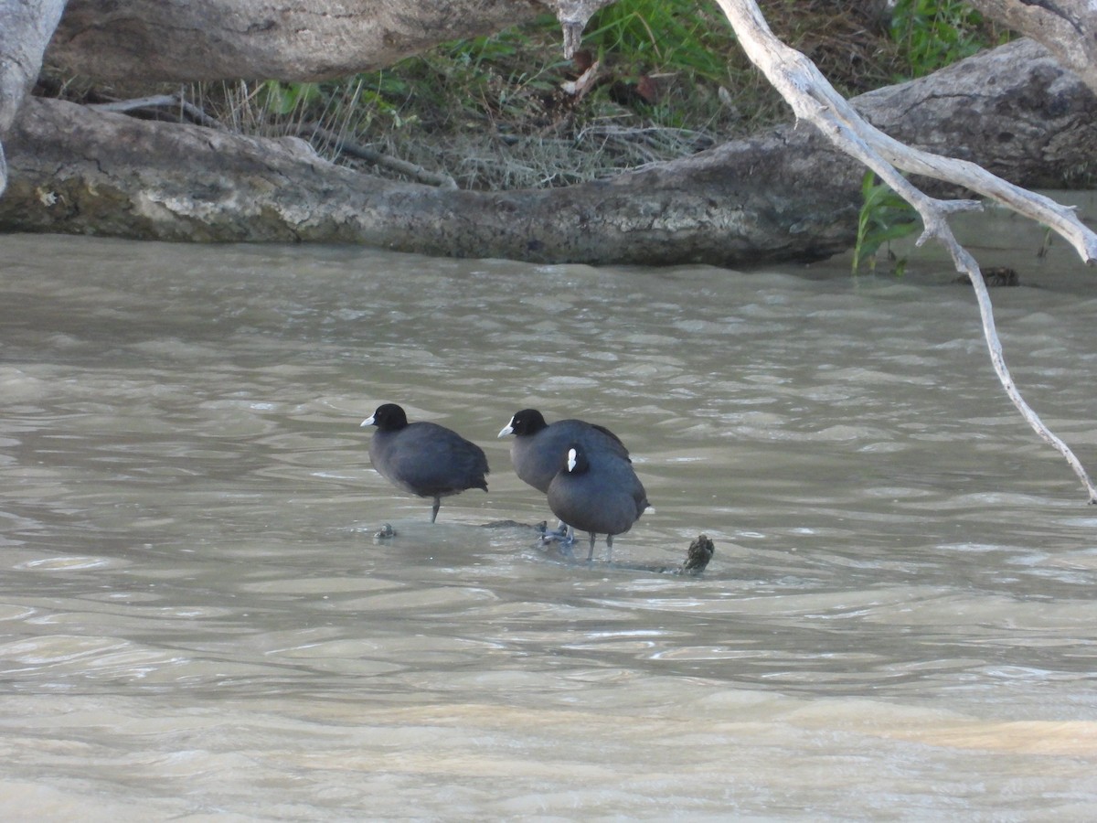 Eurasian Coot - ML644904234