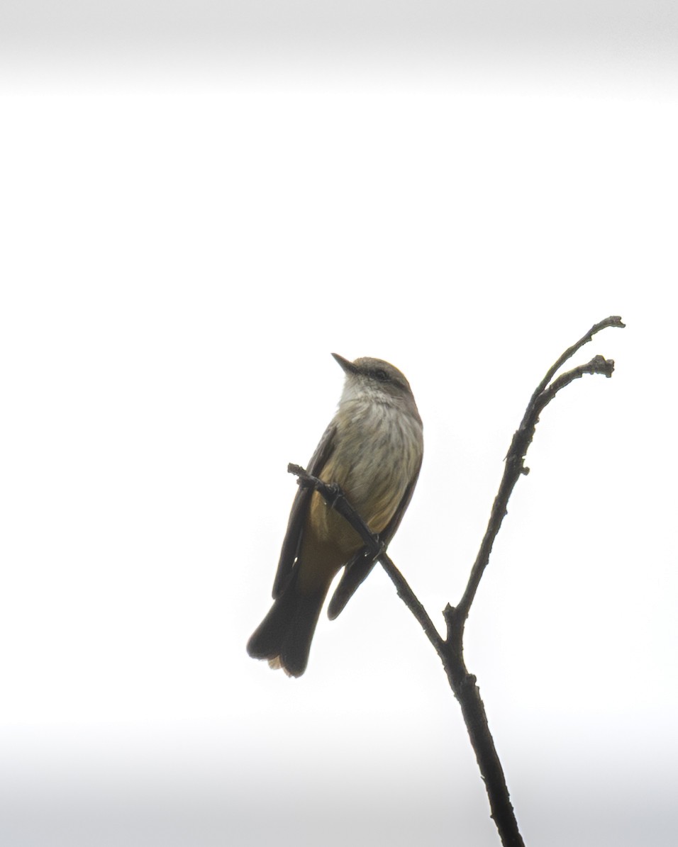 Vermilion Flycatcher - ML644904235