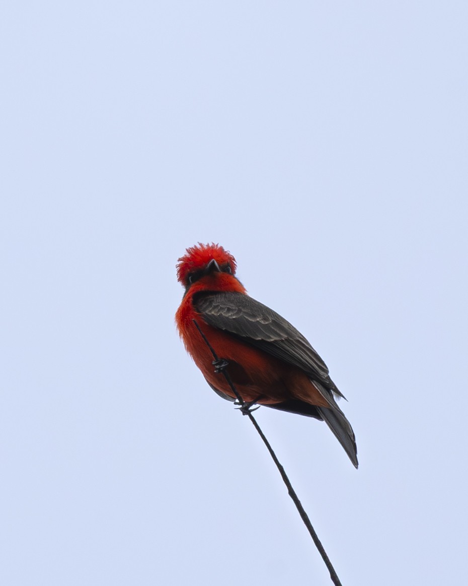 Vermilion Flycatcher - ML644904236