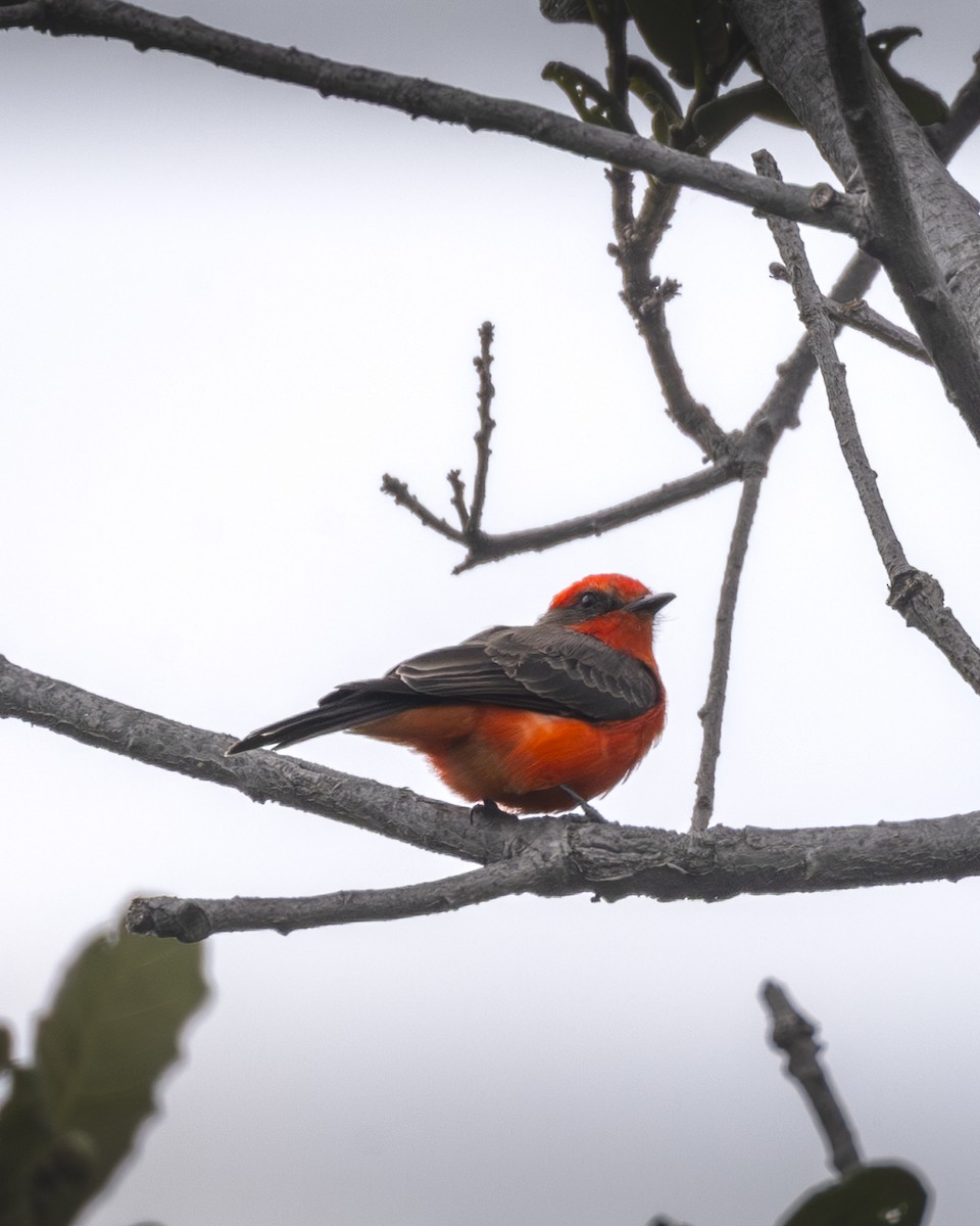Vermilion Flycatcher - ML644904237