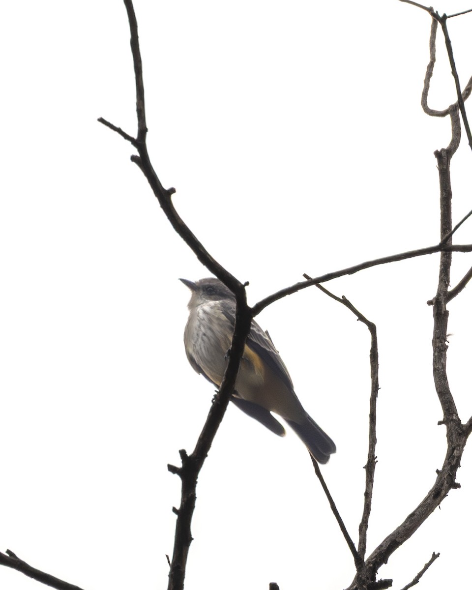 Vermilion Flycatcher - ML644904238