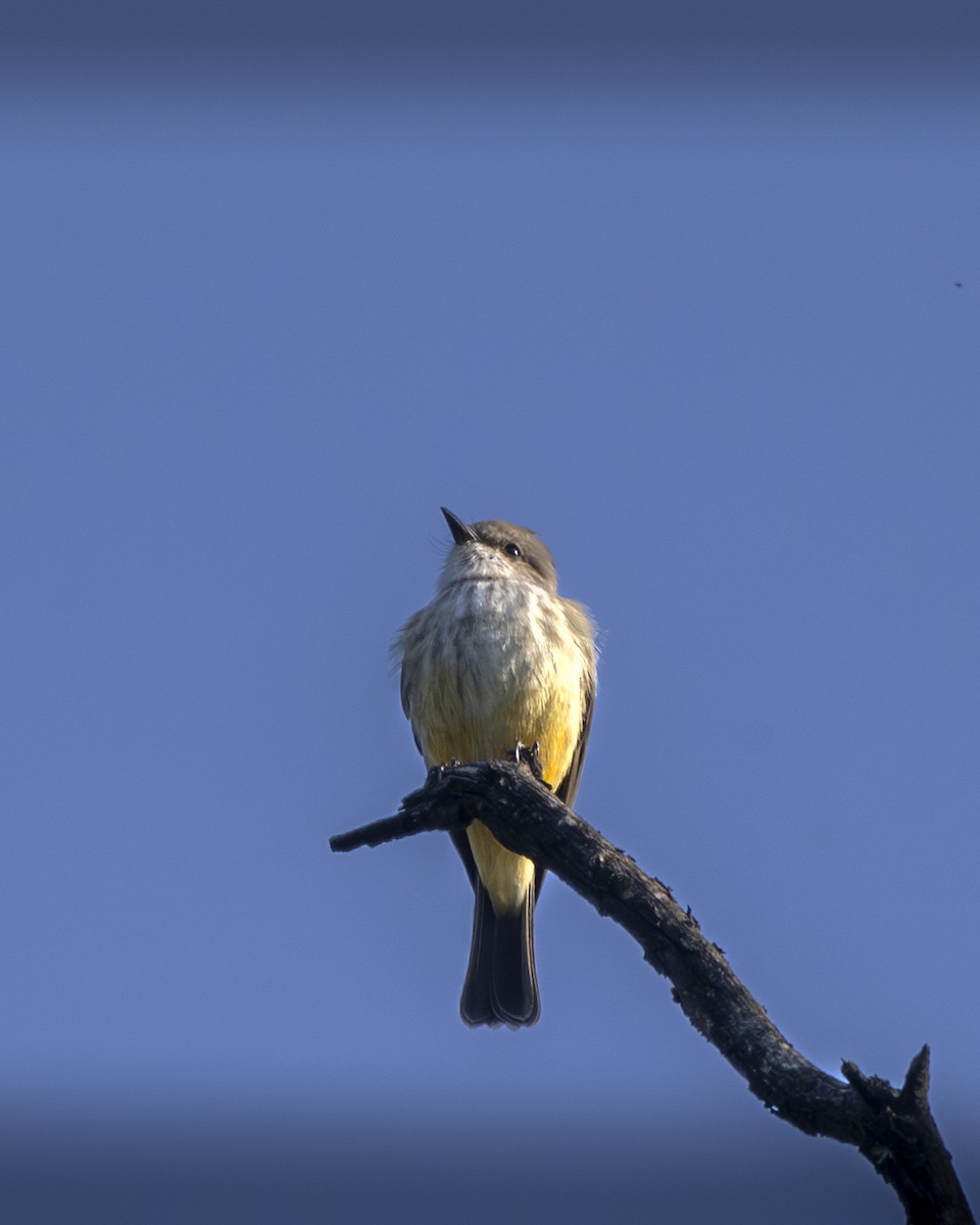 Vermilion Flycatcher - ML644904239