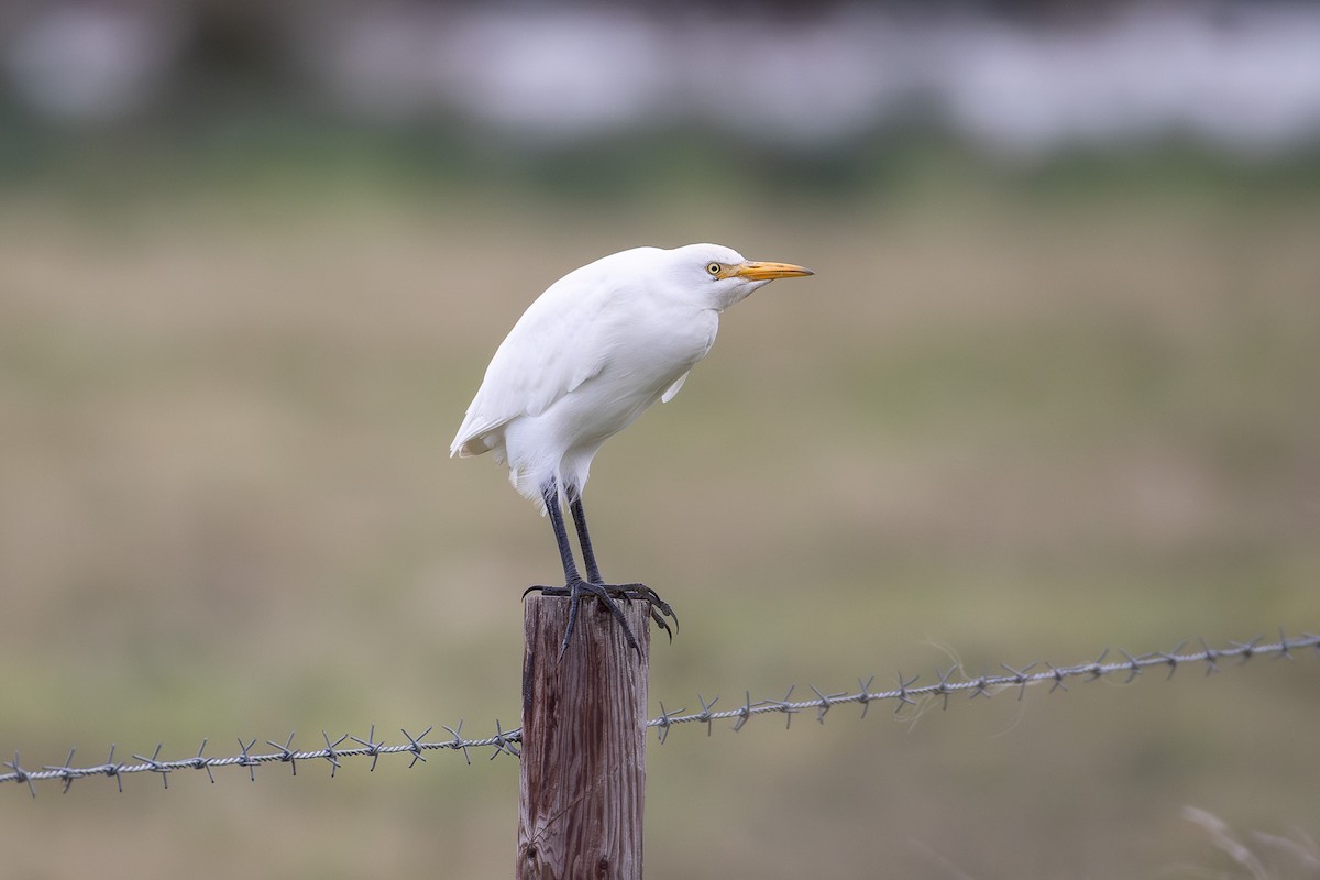 Western Cattle-Egret - ML644904247