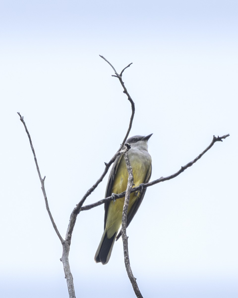 Western Kingbird - ML644904249