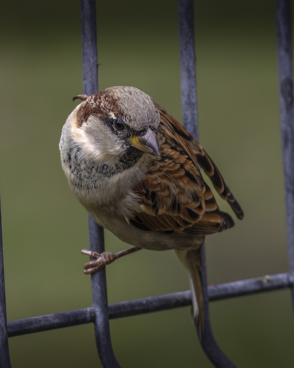 House Sparrow - ML644904251