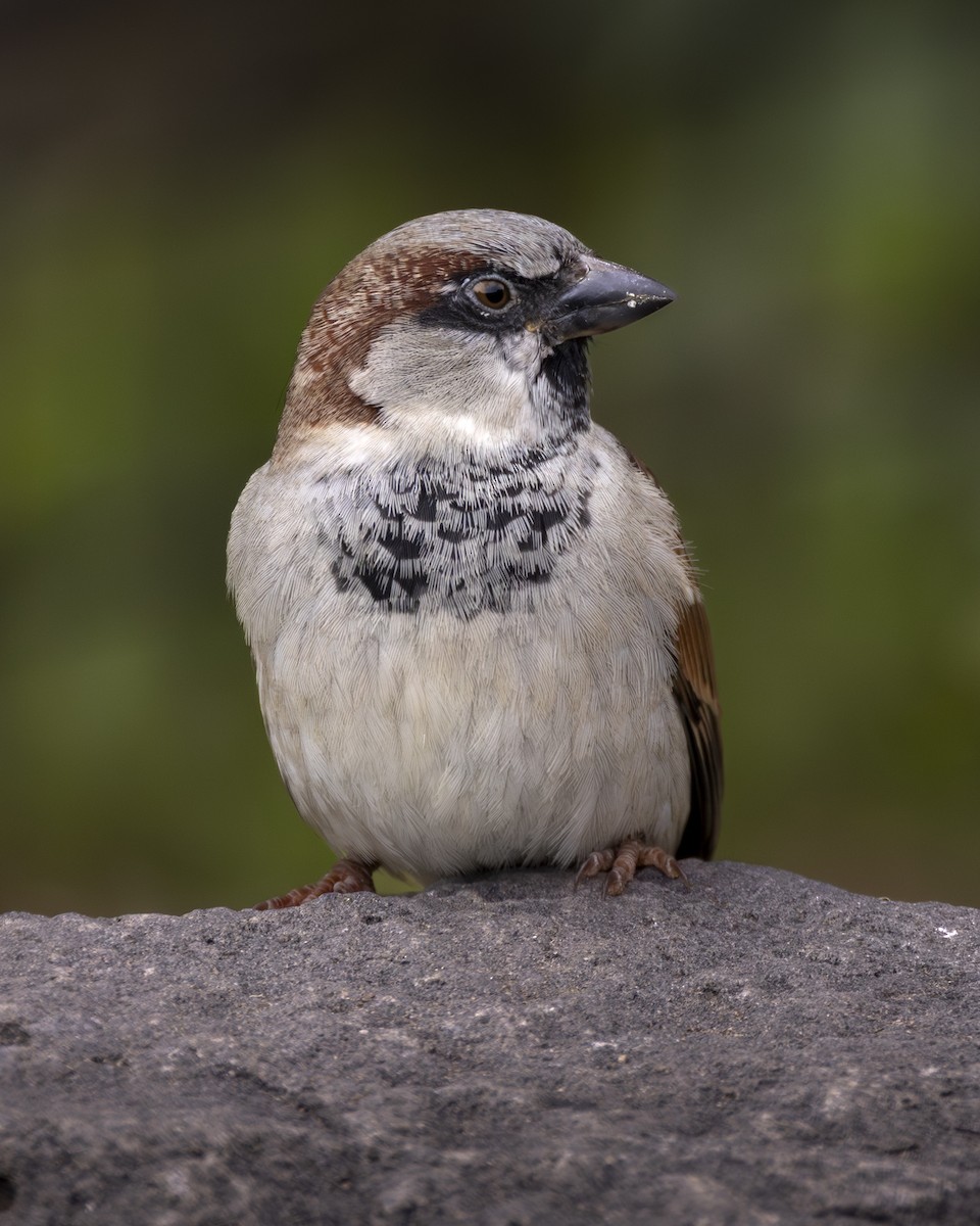 House Sparrow - ML644904252