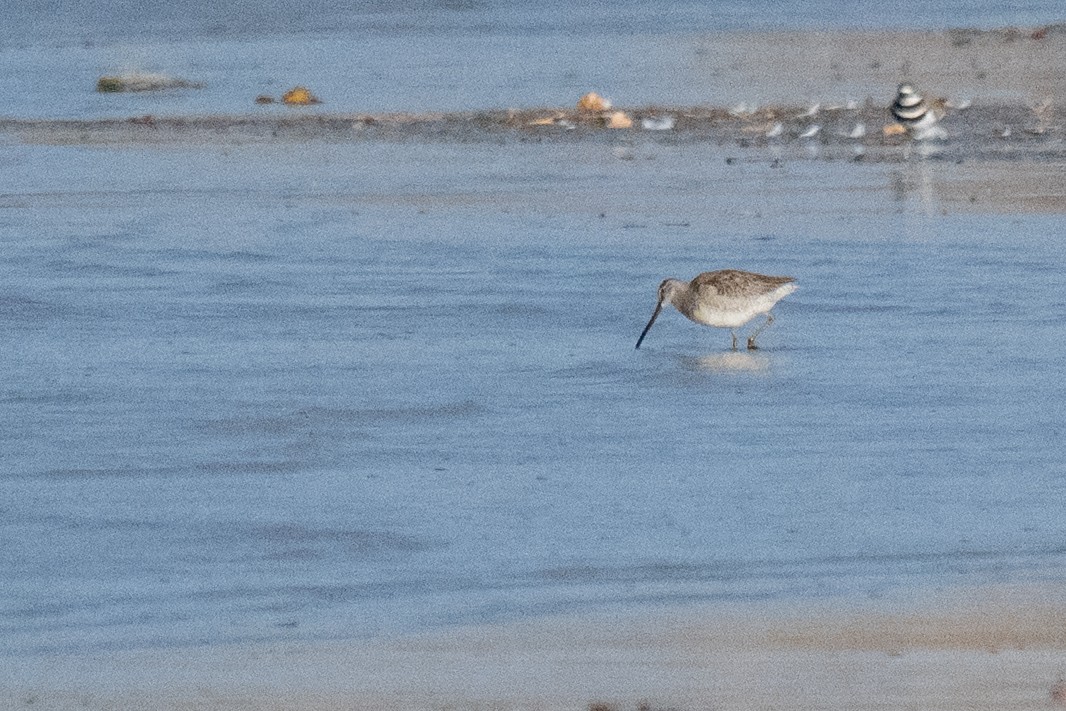 Long-billed Dowitcher - ML644904257