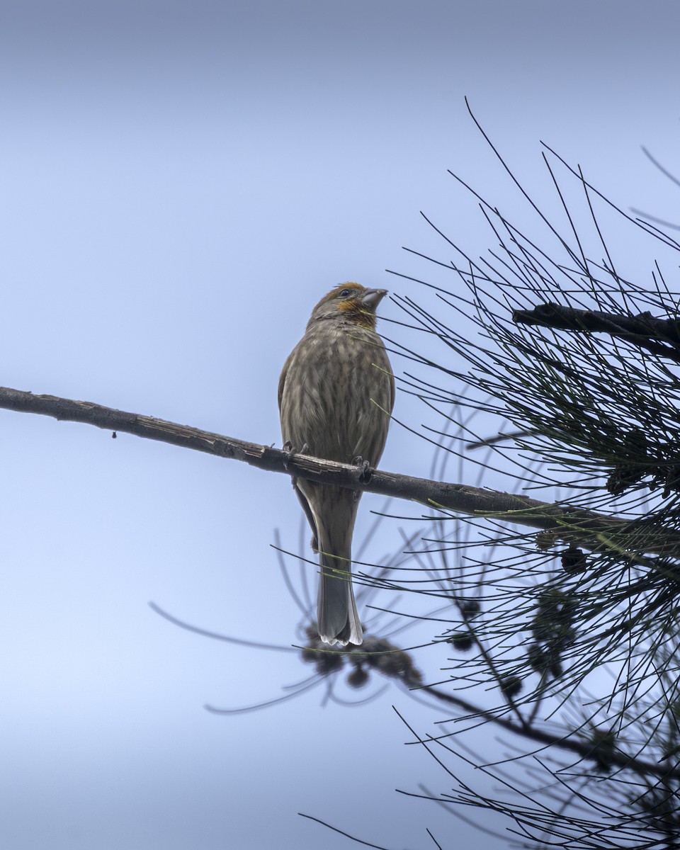 House Finch - ML644904258