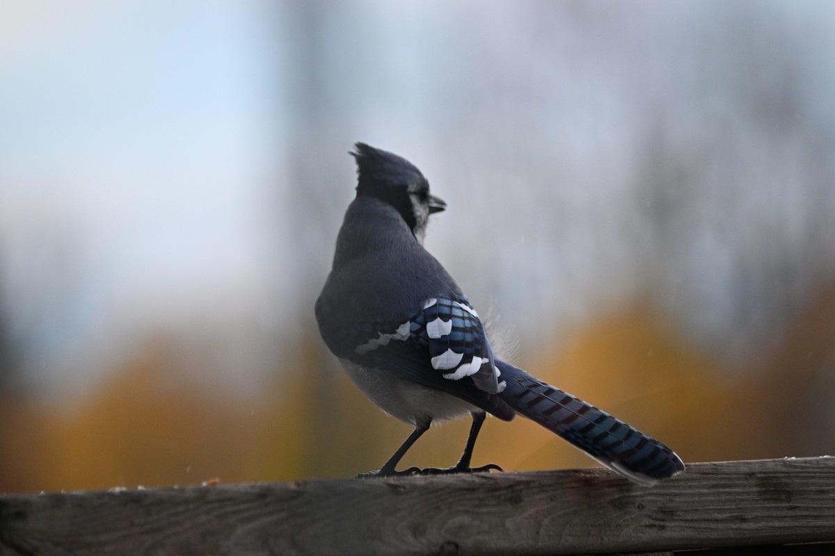 Blue Jay - ML644904259