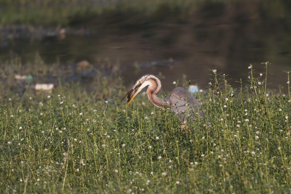 Purple Heron - ML644904263
