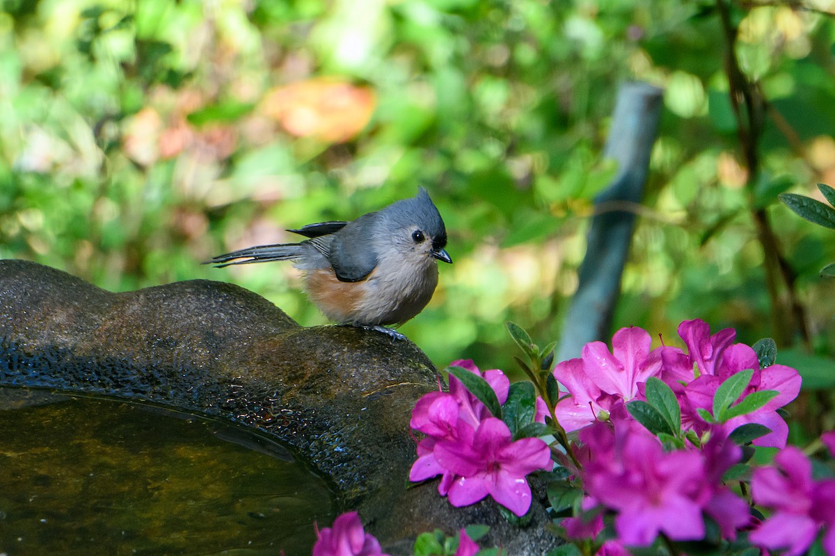 Tufted Titmouse - ML644904265