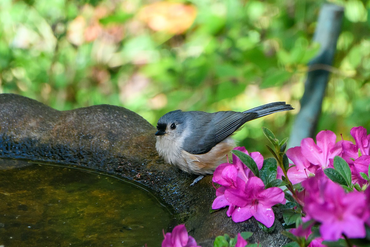 Tufted Titmouse - ML644904266