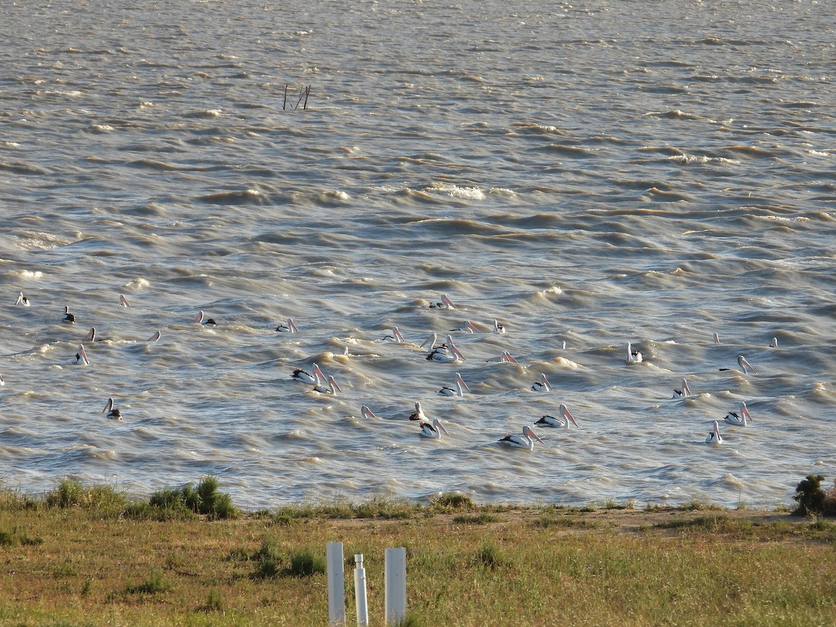 Australian Pelican - ML644904267