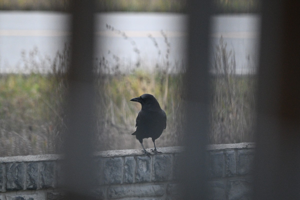 American Crow - ML644904268