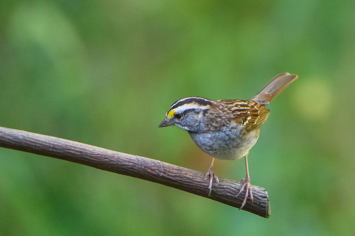 White-throated Sparrow - ML644904269