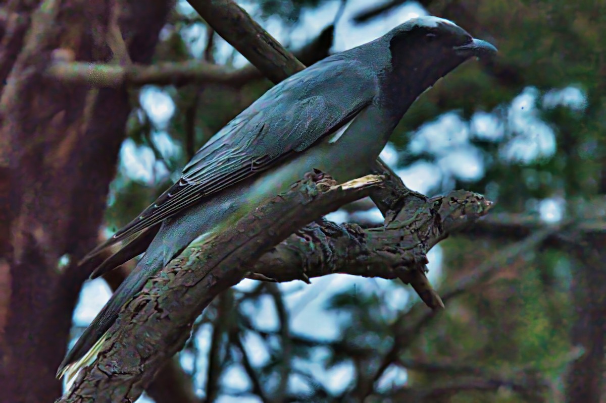 Black-faced Cuckooshrike - ML644904270
