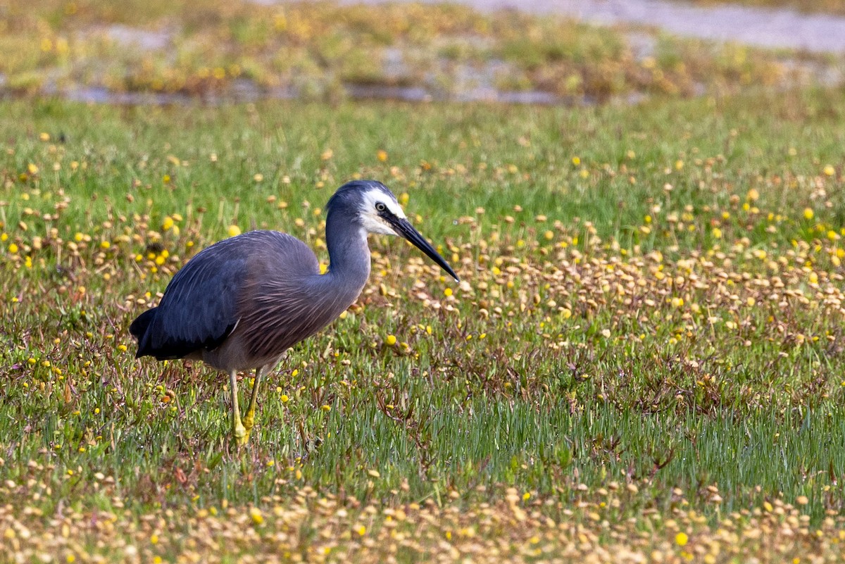 White-faced Heron - ML644904271