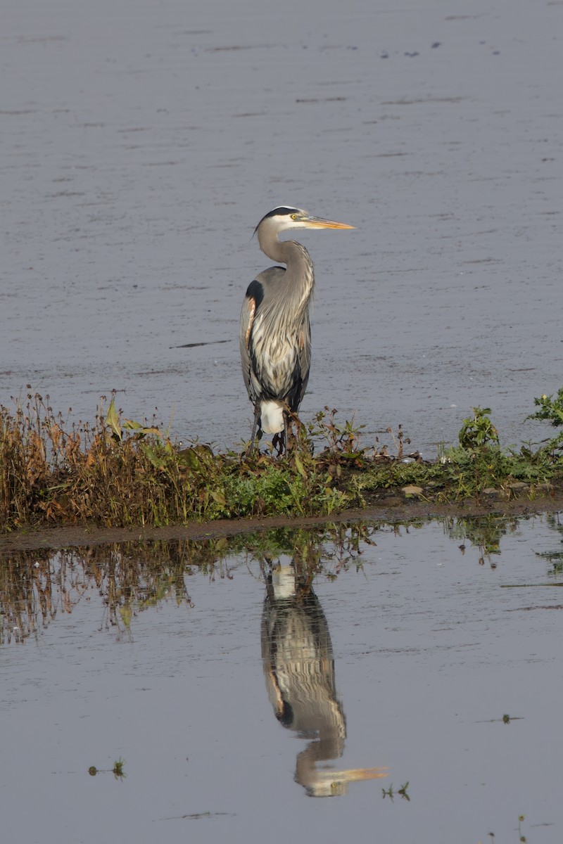 Great Blue Heron - ML644904272