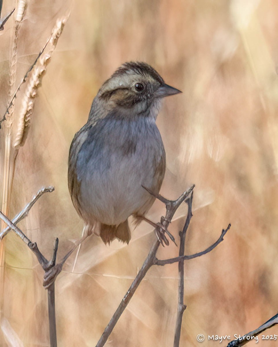 Swamp Sparrow - ML644904273