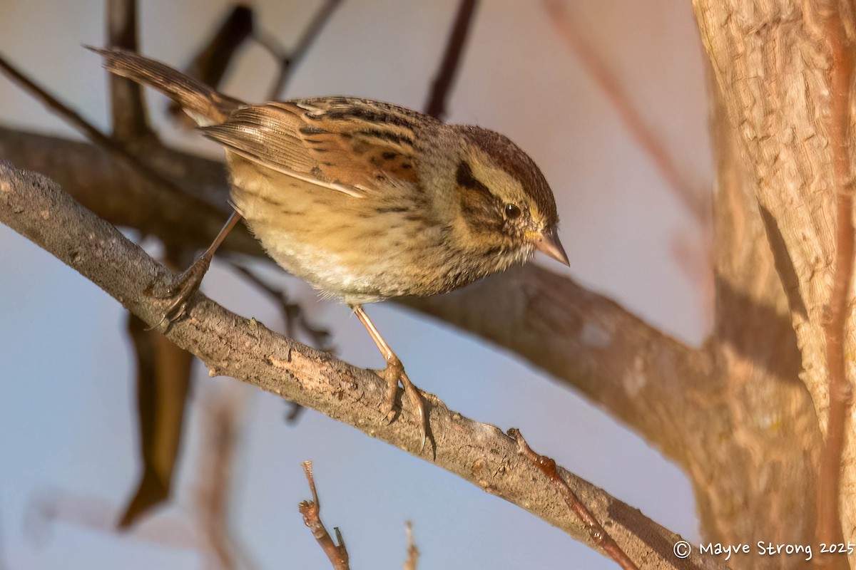Swamp Sparrow - ML644904274