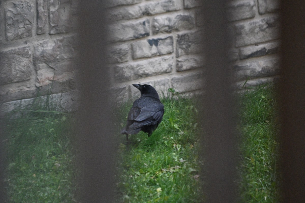 American Crow - ML644904275