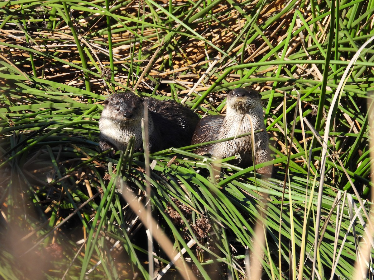 North American River Otter - ML644904276
