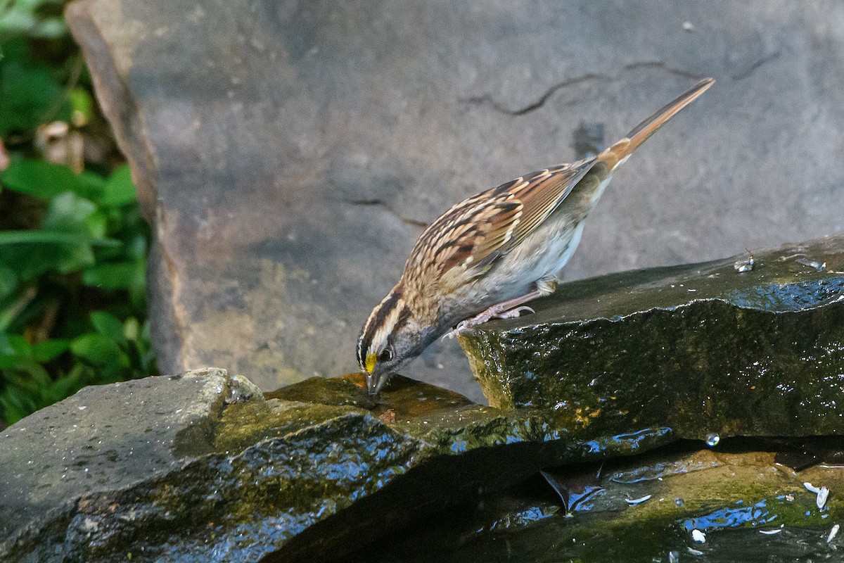 White-throated Sparrow - ML644904277