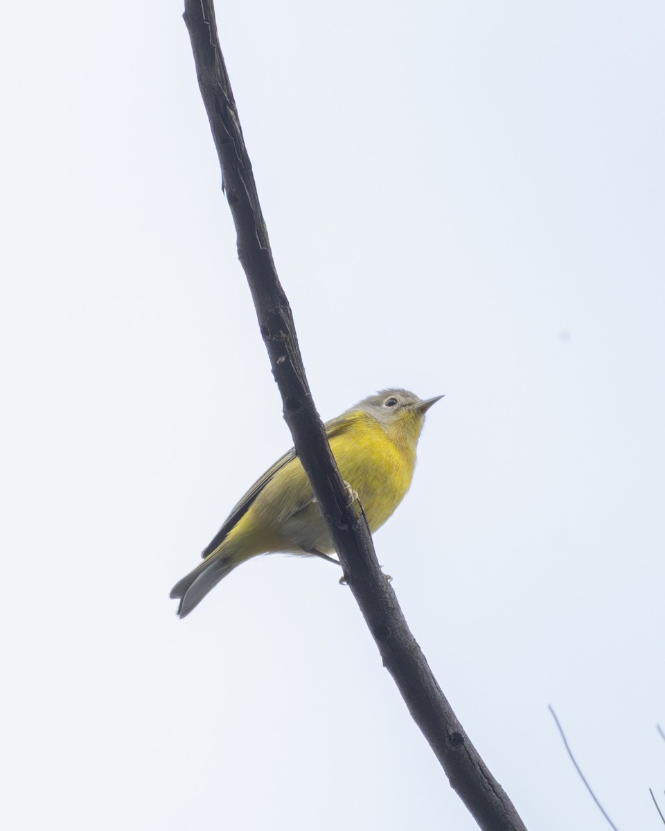 Nashville Warbler - ML644904278
